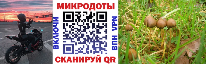 Галлюциногенные грибы Cubensis  как найти наркотики  Ядрин 